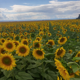 Sunflowers in full flower